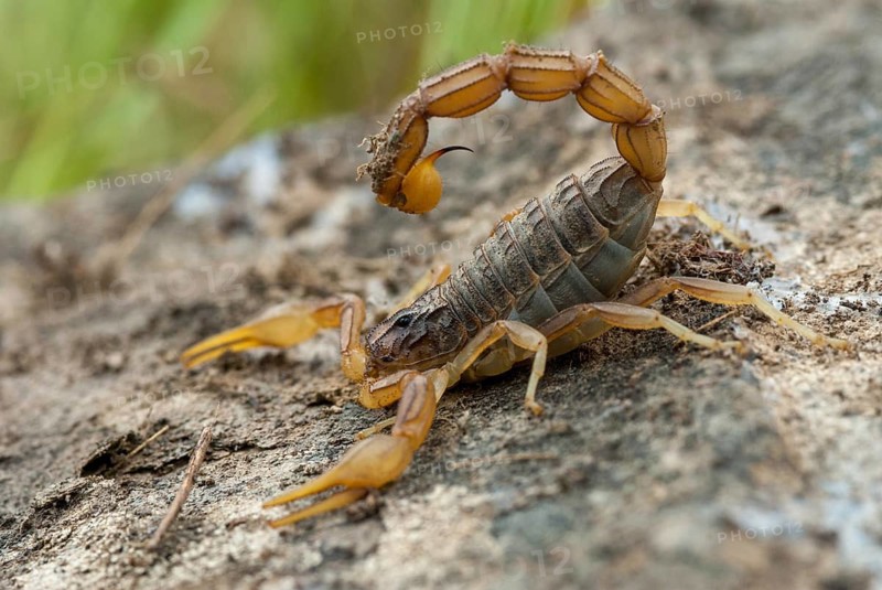 Arachnida, Buthus occitanus, common xellow scorpion, field scorpion, rock scorpion, yellow scorpion, yellow desert scorpion, scorpiones, arachnids, arthropods, extremadura, arthropods, arthropods, scorpions, Spain