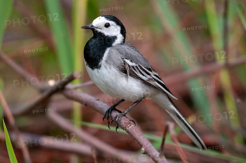 Wagtail, Motacilla Alba, White Wagtail, Birds, Passeri, Songbirds, Birds