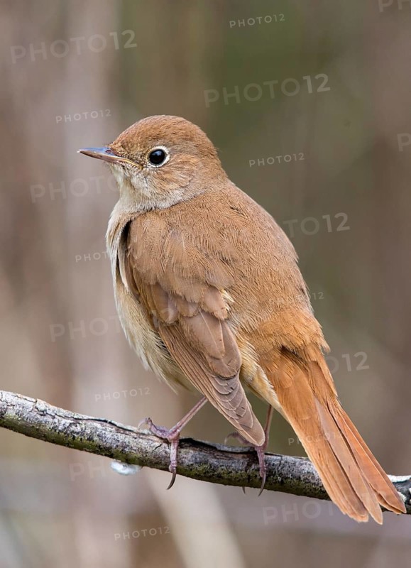 Luscinia megarhynchos, nightingale, birds, high size, portrait format, passeri, songbirds, songbirds, birds