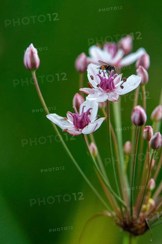 Flower rushes, Butomaceae, Butomus umbellatus, umbellish swan flower, swan flower, swan flower family, water lily, water viola, flora, flowering rush, grass rush, high size, vertical format, plants