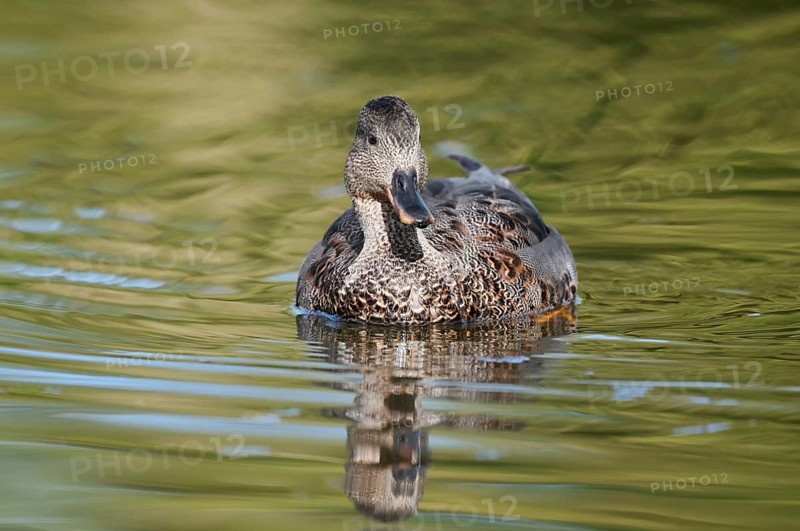 Gadwall (Mareca strepera), male duck swimming, North Rhine-Westphalia, Germany