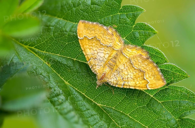 Leaf tensioner, stinging nettle tensioner, camptogramma bilineata, geometridae, dandelion moth, ochre-yellow leaf tensioner, tensioner, butterfly, insects, moths, moths, moths, butterfly