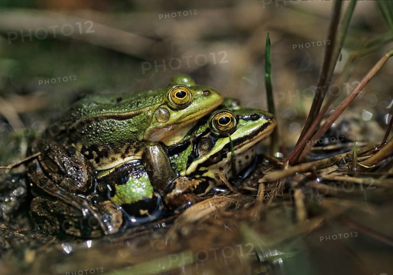 Small water frog, pelophylax lessonae, pool frog, rana lessonae, amphibians, amphibians, couple, frog, frog, amphibians, mating