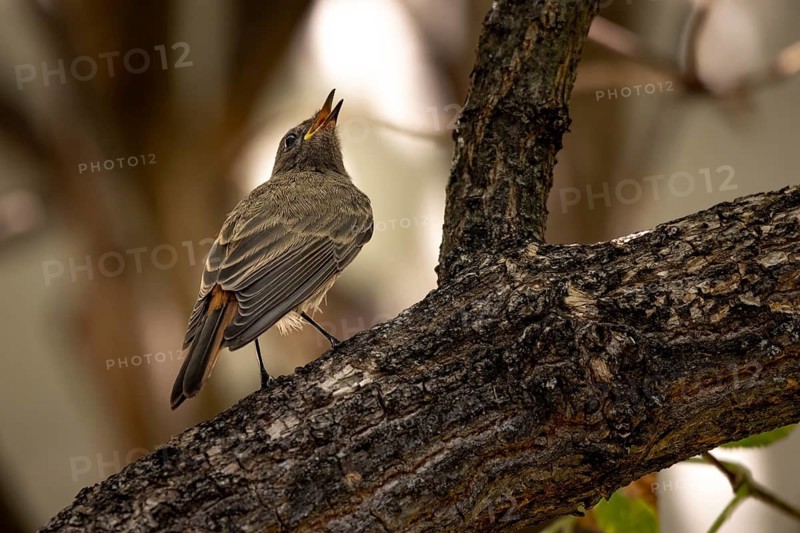 Black Redstart (Phoenicurus ochruros) on a branch, set against a natural backdrop, Neunkirchen, Lower Austria, Austria