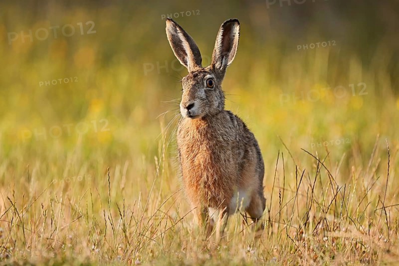 A brown hare (Lepus europaeus) stands in a meadow, North Rhine-Westphalia, Germany