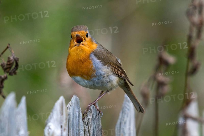 Erithacus Rubecula, Robin, Robins, Birds, Call, Garden Fence, Garden Fence, Song, Passeri, Call, Singing, Songbirds, Birds