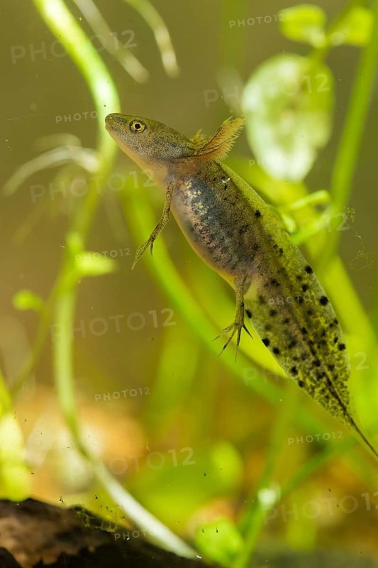 Great crested newt, crested newt, northern crested newt, Triturus cristatus, amphibians, amphibians, high size, portrait format, larva, larva, amphibians, northern crested newt, warty newt