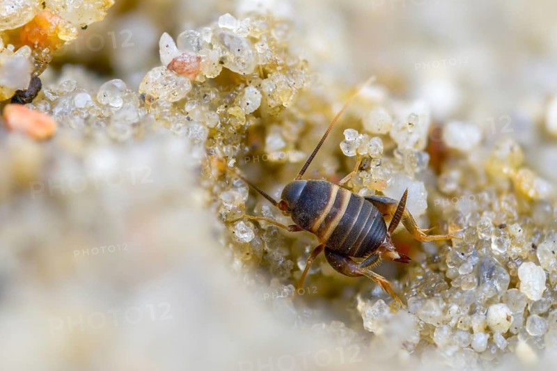 Ant crickets, common ant cricket, myrmecophila acervorum, crickets, grasshoppers, insects, insects