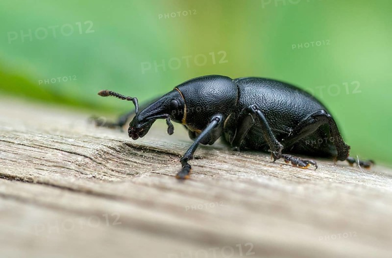 Carrot weevil, curculionidae, chervil weevils, liparus coronatus, weevils, beetles, coleoptera, insects, beetles