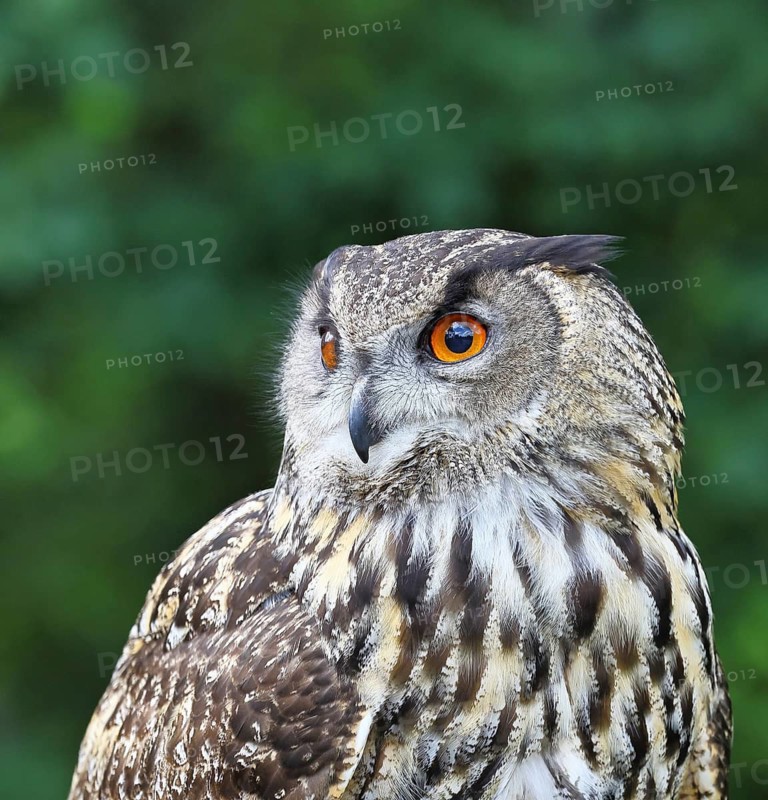 Eurasian eagle-owl (Bubo bubo), animal portrait, Rhineland-Palatinate, Germany