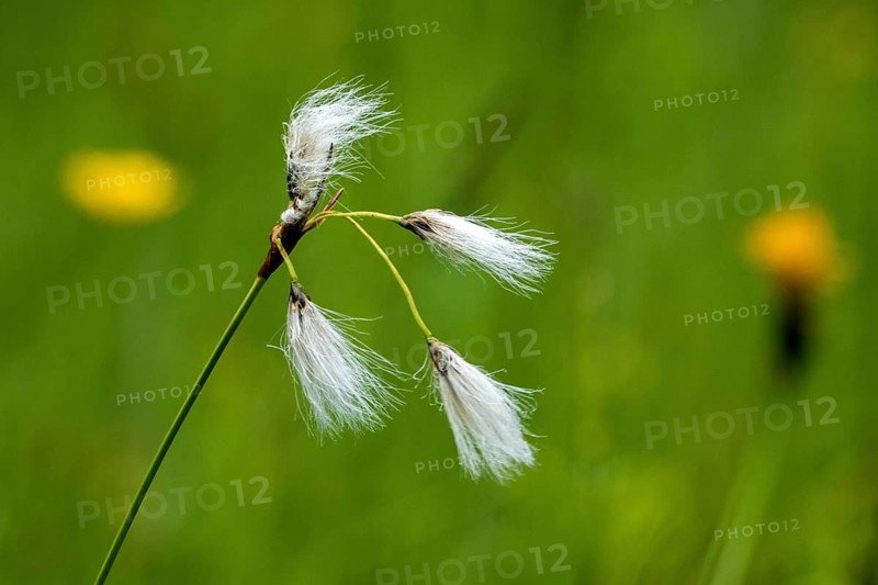 Common cottongrass (Eriophorum angustifolium), in flower, close-up, Fellhorn, Oberstdorf, Oberalgäu, Allgäu, Bavaria, Germany