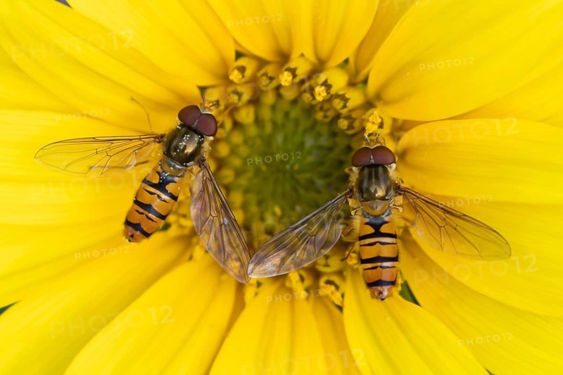 Common hoverfly (Eupeodes corollae) two adult insects feeding on a Sunflower flower in summer, Suffolk, England, United Kingdom