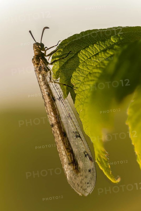 Antmaids, Euroleon Nostras, spotted winged ant maid, Myrmeleontidae, Neuroptera, Suffolk Antlion, high size, portrait format, insects, web-winged
