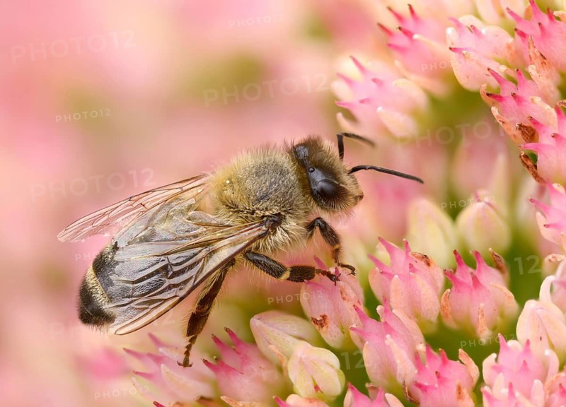 Apidae, apis mellifera, bees, European honey bee, European honeybee, hymenoptera, western honey bee, honey bee, honey bee, honeybee, insects, insects