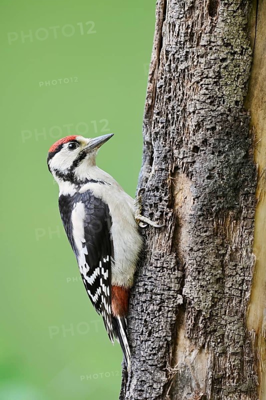 Great spotted woodpecker (Dendrocopos major, Picoides major), young bird, North Rhine-Westphalia, Germany