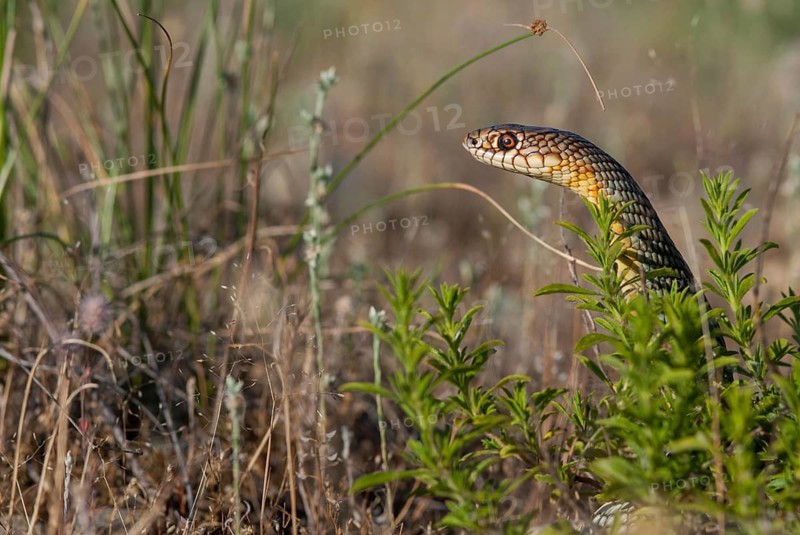 Dolichophis Caspius, European Whip Snake, Caspian Snake, Caspian Snake, Caspian Wrath Snake, Critters, Greece, Reptilia, Reptilia, Reptiles, Snakes, Snakes