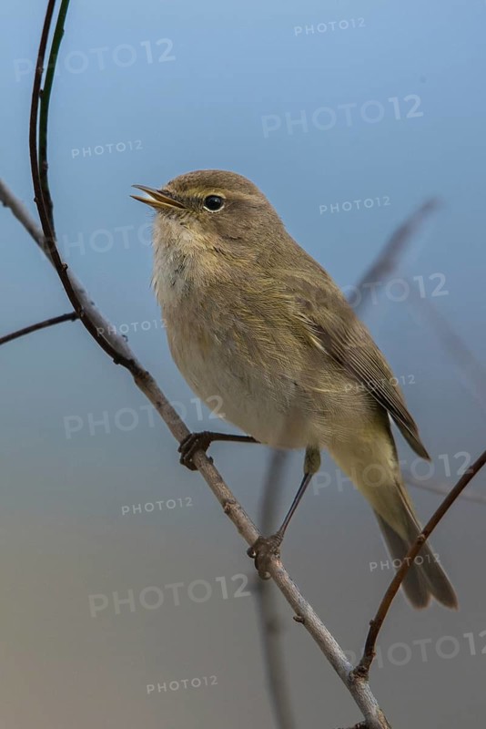 Chiffchaff, phylloscopus collybita, zilpzalp, birds, song, high size, portrait format, passeri, singing, songbirds, birds
