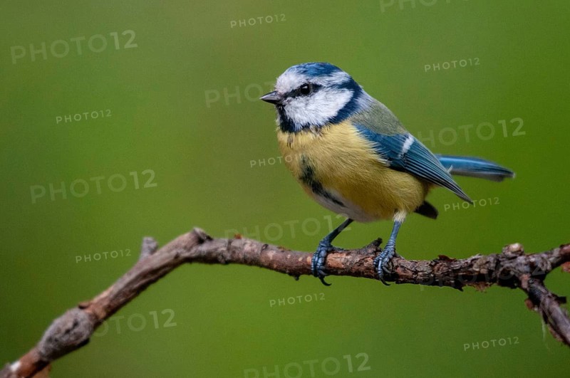 Blue tit, parus caeruleus, birds, tits, passeri, songbirds, songbirds, tits, birds