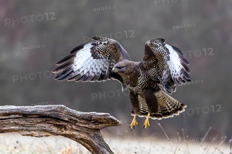 A common buzzard spreads its wings in flight as it approaches a tree stump, a common buzzard (Buteo buteo) landing on a tree trunk, Biosphere Reserve, Swabian Alb, Baden-Württemberg, Germany