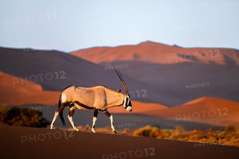 Oryx gazella, oryx antelope walking in front of the red sand dunes of the Namib Desert, Sossusvlei region, Namib-Naukluft Park, Namibia
