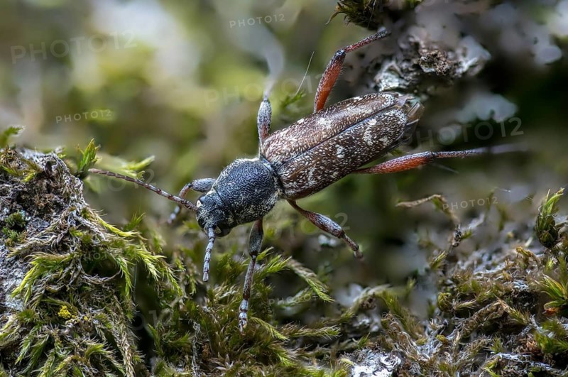 Aspen zebra beetle, cerambycidae, dark woodpiper, gray aspen buck, wood wasp, xylotrechus rusticus, beetle, longhorn beetle, coleoptera, insects, beetles