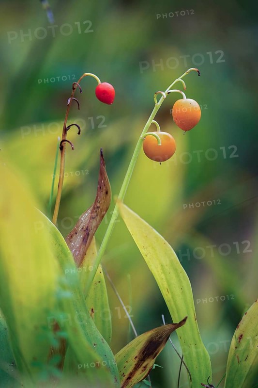 Convallaria Majalis, Convallariaceae, Lily of the Valley, Lily of the Valley, Lily of the Valley, Mary's Tears, May Bells, Our Lady's Tears, Berry, Flora, Fruit, Gloveword, High Size, Portrait, Plants