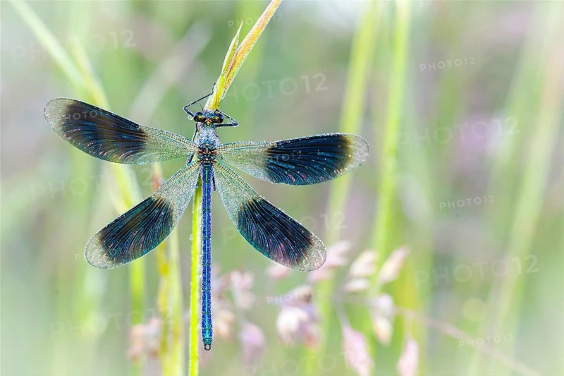 Animals, insects, dragonflies, dragonfly, Banded demoiselle (Calopteryx splendens), Germany