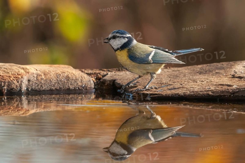 Blue tit, parus caeruleus, bath, bathe, bird bath, birds, tits, passeri, songbirds, tits, drinking water, birdbath, birds, watering place