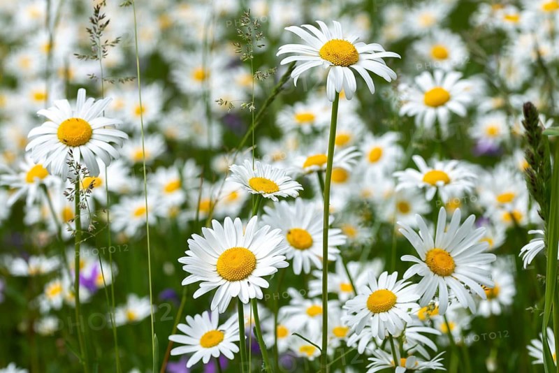 Asteraceae, daisy, leucanthemum vulgare, daisy, flower meadow, blooming meadow, dog daisy, flora, smooth oat meadow, landscape, marguerite, meadow, natural meadow, oxeye daisy, plants, meadow, wildflower meadow