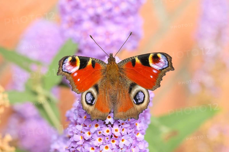 A peacock butterfly (Inachis io) feeding on nectar from a butterfly bush (Buddleja davidii) in a natural outdoor setting, wildlife, insects, butterflies, diurnal butterflies, Siegerland, North Rhine-Westphalia, Germany