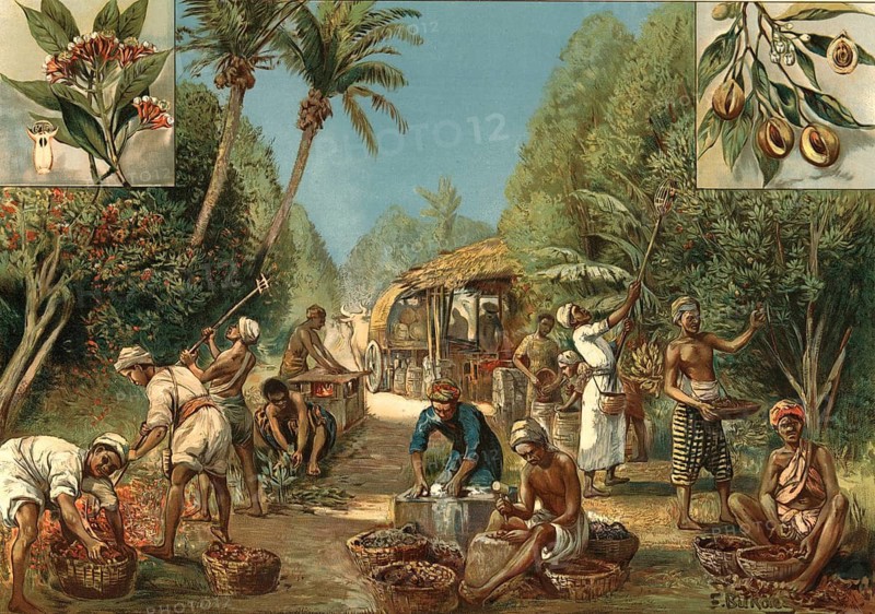 Clove and nutmeg. On the left, workers harvest and sort the flower buds of the clove tree, on the right side, the picking of ripe nutmeg fruits with long rods is shown. The focus is on various steps of further processing, such as peeling, drying and filling the precious trade goods into baskets for further transport with an ox cart, school painting, illustration, reproduction of a model from the 19th century. School picture, mural, authentic, file restored for optimal use, exact date of original unknown, historical