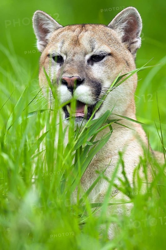 Cougar (Felis concolor), Minnesota, USA. A Cougar lies in the tall green grass and looks relaxed