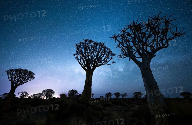 Quiver trees (Aloe dichotoma), night shot with starry sky, quiver tree forest in Garaspark near Keetmanshoop, Karas Region, Namibia