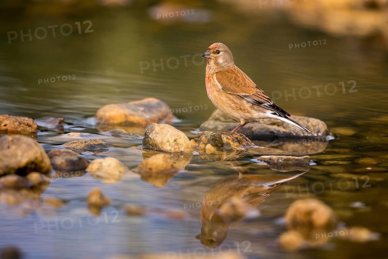 Acanthis cannabina, bloodtail, linaria cannabina, linnet, bath, bird bath, birds, hanfling, male, mirror, male, passeri, songbirds, songbirds, reflection, drinking, birdbath, birds, watering place