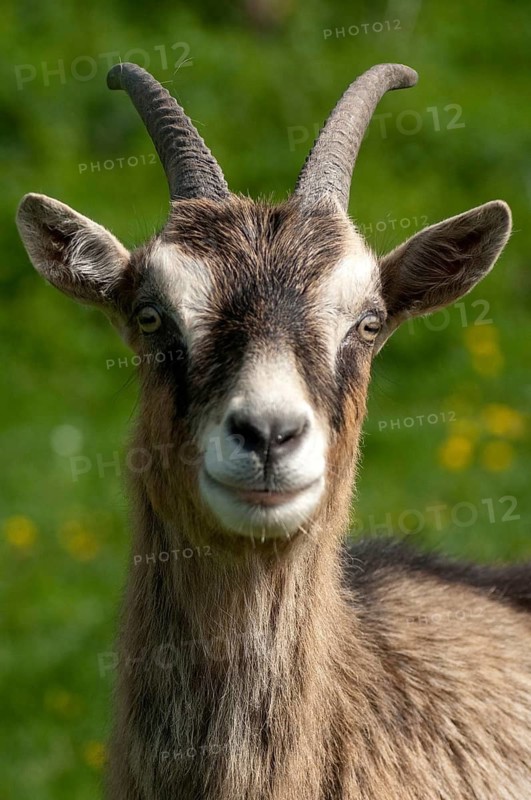 Artiodactyla, Capra aegagrus hircus, even-toed ungulate, domestic goat, cloven-hoofed, domesticated animals, goat, pet, high size, portrait format, mammals, goat