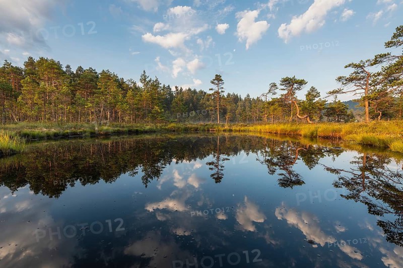 Cloud reflection in a moor lake, Knuthöjdsmossen Nature Reserve, Västmanland, Sweden, July 2018