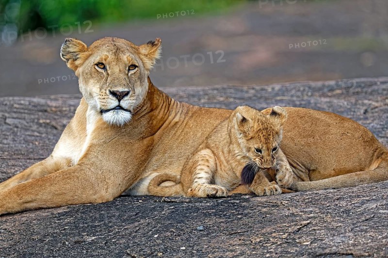 Lioness (Panthera leo) with her cub, Maasai Mara Wildlife Reserve, Kenya
