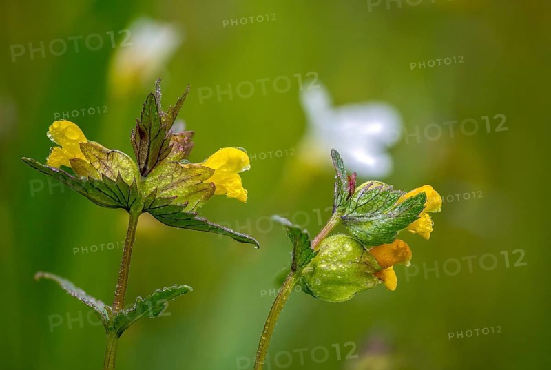 Brownwort family, small rattlespot, rhinanthus minor, scrophulariaceae, cockscomb, flora, hayrattle, rattlespot, little yellow rattle, plants, yellow rattle