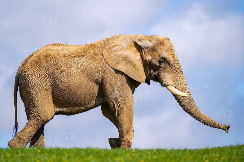 African bush elephant (Loxodonta africana) on a meadow, captive, distribution Afrika