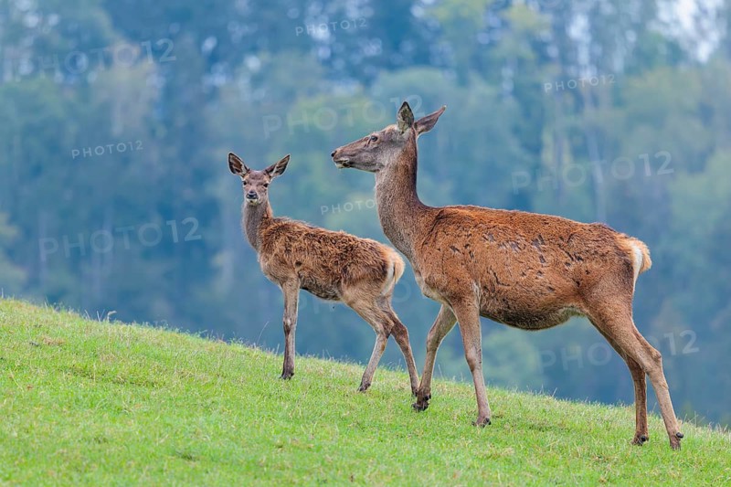 A female red deer (Cervus elaphus) and her calf are standing in a meadow in hilly terrain. A forest with autumn leaves can be seen in the background. Wisps of mist drift over the forest, Bavaria, Germany