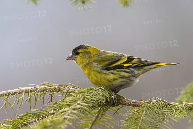 Carduelis spinus, siskin, spinus spinus, siskin, birds, male, passeri, songbirds, birds