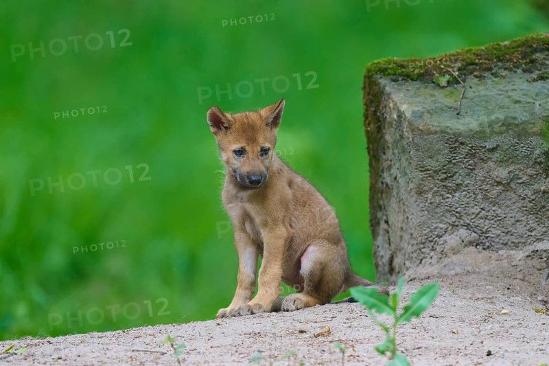 A puppy is sitting next to a moss-covered stone on sandy ground in a green setting, wolf (Canis lupus), Germany