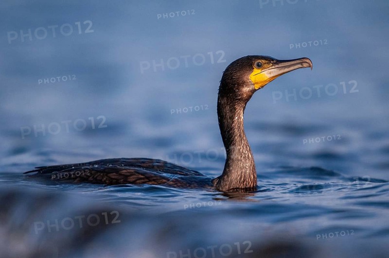 Black shag, cormorant, phalacrocorax carbo, birds, pelecaniforms, ropedes, birds, waterbirds, waterbirds