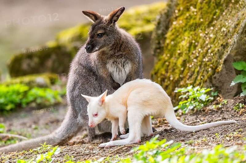 White Tammar wallaby (Macropus eugenii), albino, mother with her youngster on the ground in spring, Germany
