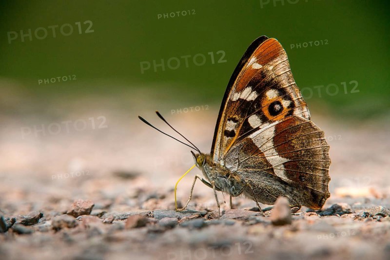 Apatura Iris, Large Schiller Butterfly, Purple Emperor, Butterfly, Insects, Butterfly, Butterflies