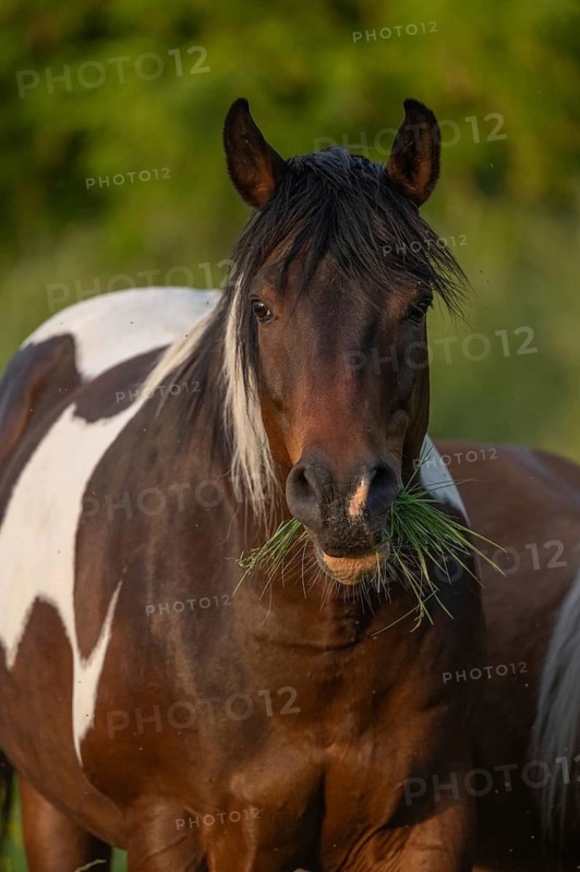 A brown horse with a white spot is standing in a field on a sunny day. He eats grass as he looks around. Lower Rhine Alsace, France