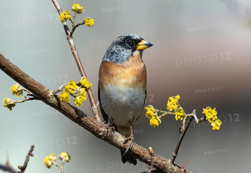 Mountain finch, brambling, fringilla montifringilla, birds, passeri, songbirds, birds