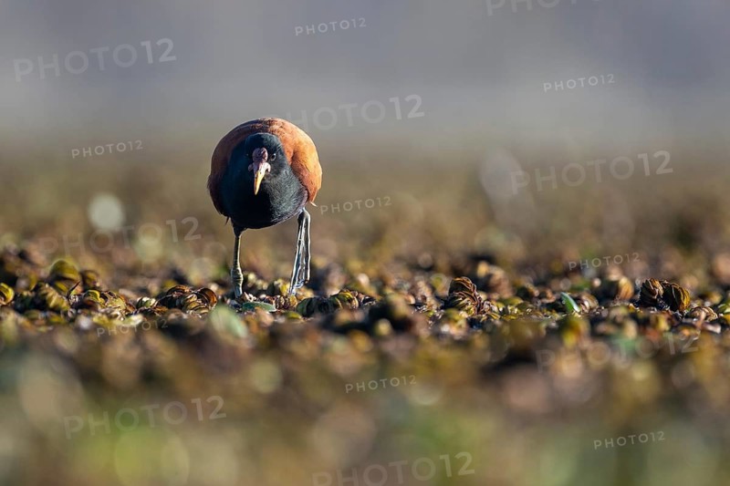 A red-fronted jacana (Jacana jacana) wades through aquatic plants on a lake, Buenos Aires, Argentina
