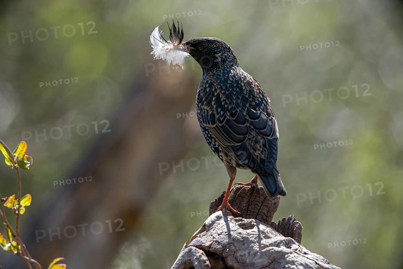Star, Starling, Sturnus Vulgaris, Birds, Feather, Nest Building, Passeri, Songbirds, Birds