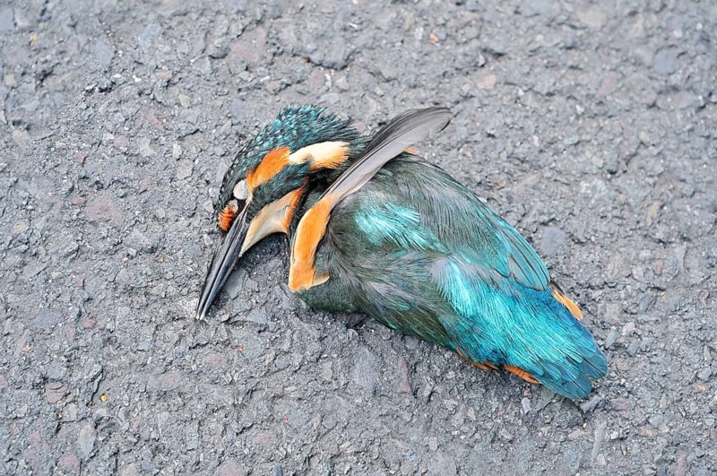 A kingfisher (Alcedo atthis) lies dead on a road, a roadkill victim, North Rhine-Westphalia, Germany